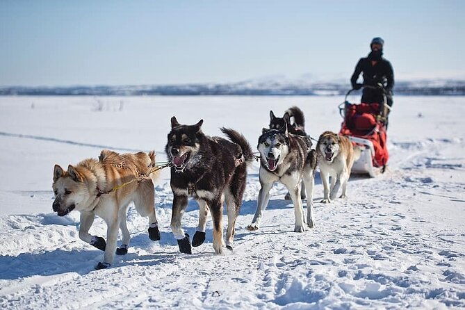 6-day-winter-wonderland-tour-in-yellowstone-national-park