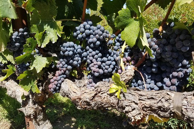 6-hour-sonoma-pinot-noir-and-or-zinfandel-wine-tasting-tour