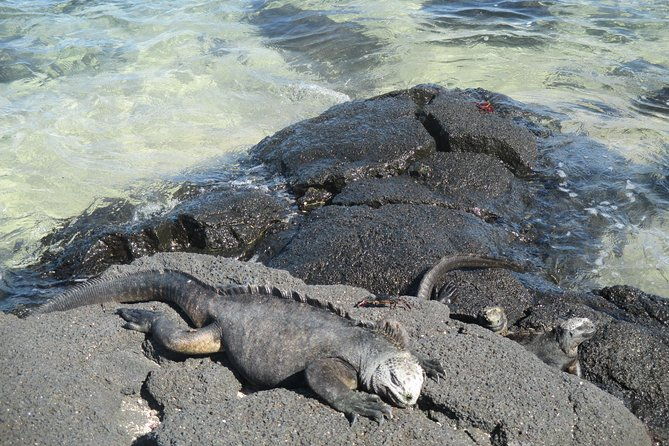 8-day-galapagos-island-hopping-tour-explore-5-islands-snorkelhike-wildlife