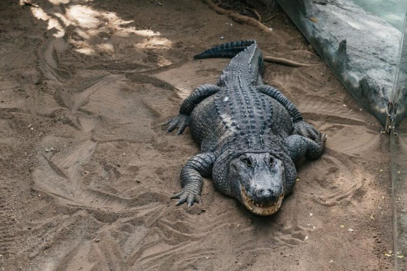 aguimes-crocodile-park-zoo-entry-ticket