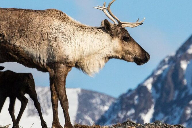 alaska-wildlife-center-and-turnagain-arm-tour-w-alyeska-tram