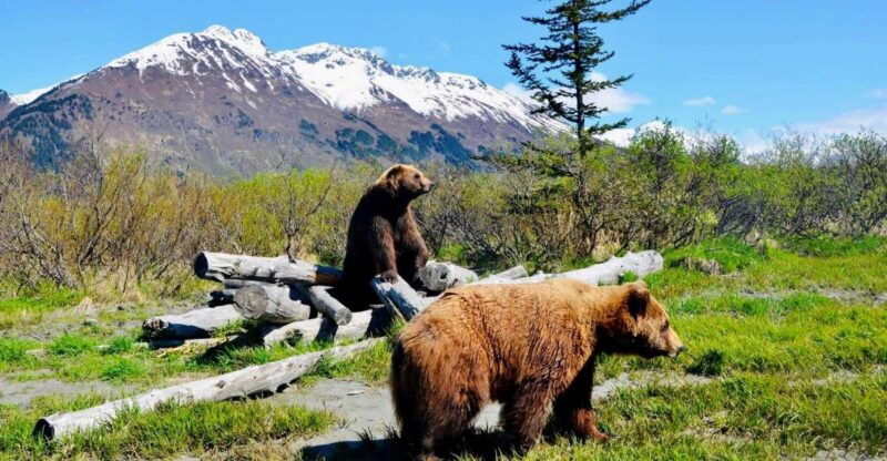 alaska-wildlife-conservation-center-admission-ticket