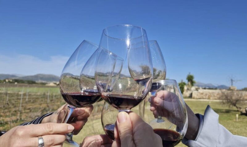alcudia-can-picafort-guided-vineyard-visit-and-wine-tasting
