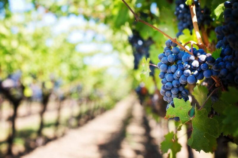 algarve-landscapes-pottery-and-winery-tour