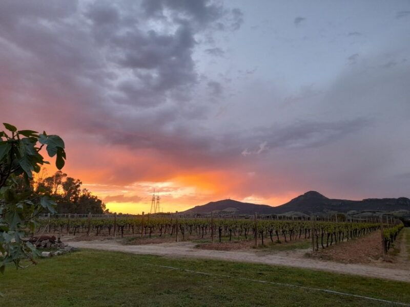 alghero-dinner-in-the-vineyard-with-wine