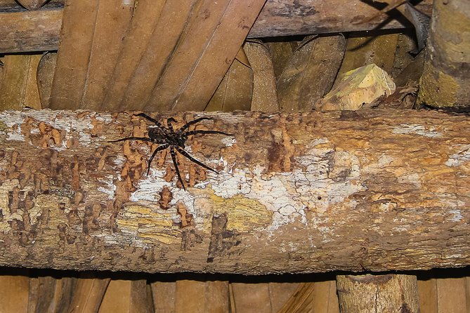 amazon-adventure-in-to-the-jungle-4d-3n-at-amazon-mamori-lodge
