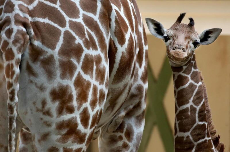 amsterdam-artis-royal-zoo-artis-micropia-combo-ticket