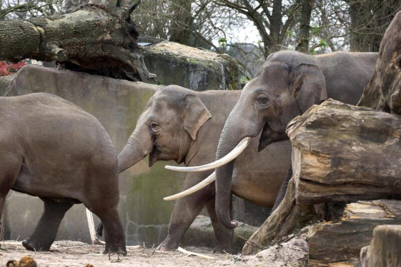 amsterdam-artis-royal-zoo-entry-ticket