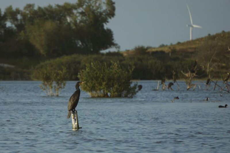 amsterdam-hidden-gem-nature-wildlife-expedition