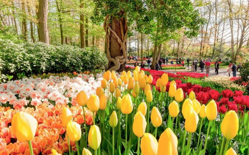 amsterdam-keukenhof-lunch-in-leiden-windmill-cruise-tour