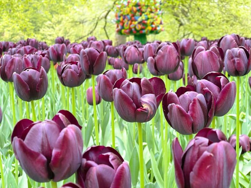 amsterdam-tulips-windmill-full-day-private-tour-by-car