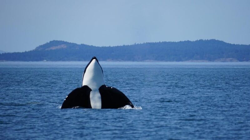 anacortes-orca-whales-guaranteed-boat-tour-near-seattle