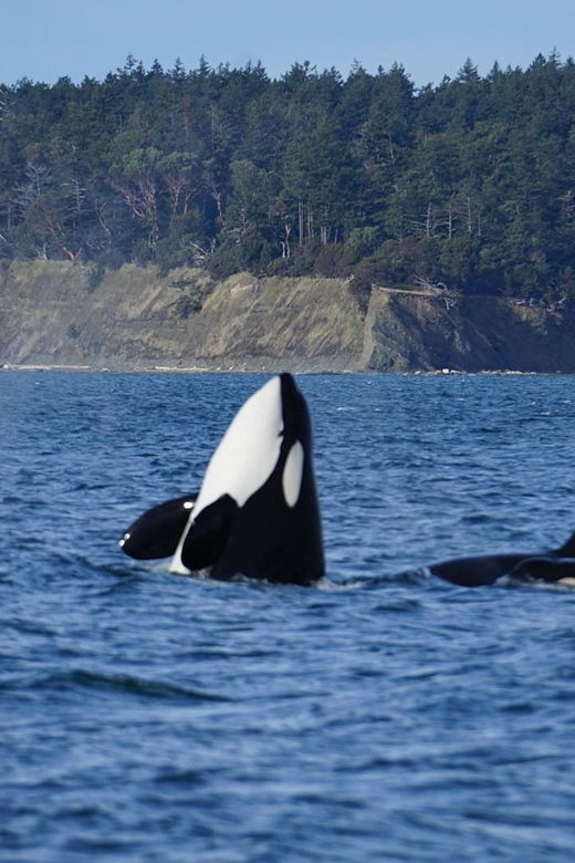 anacortes-whale-and-orca-boat-tour-near-seattle