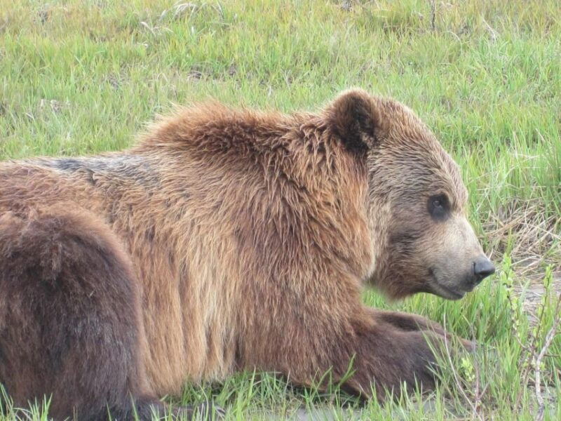 anchorage-portage-glacier-and-wildlife-explorer-cruise