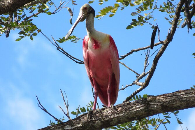 animal-sightseeing-boat-tour-in-palo-verde-national-park