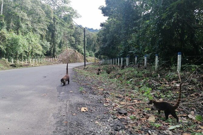arenal-volcano-hike-and-hot-springs-tour-from-san-jose