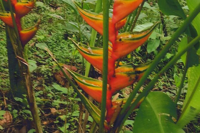 arenal-volcano-pineapple-waterfall-hike-coffee-chocolate-tour