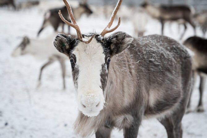 authentic-reindeer-experience-in-the-wilderness-in-levi