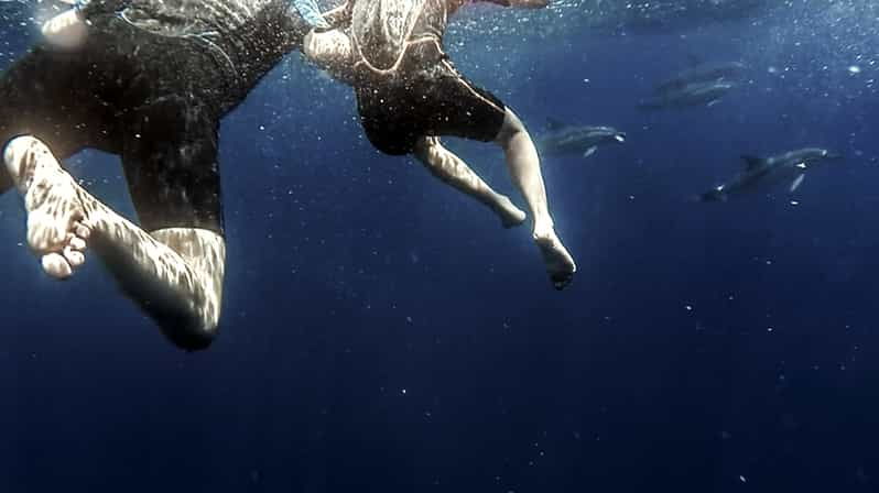 azores-swim-with-dolphins-atlantic-experience