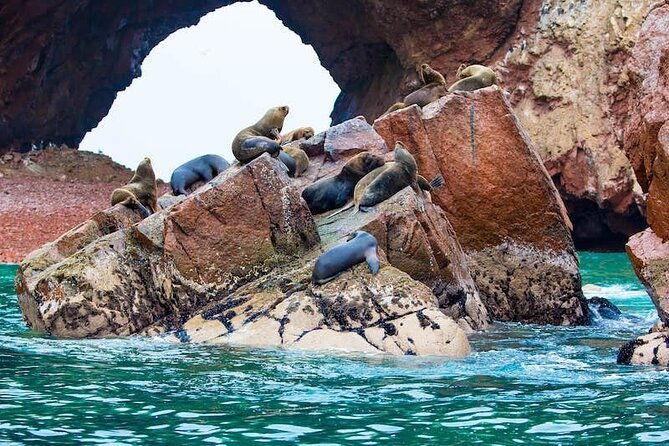 ballestas-islands-and-paracas-reserve-tour-from-san-martin-cruise