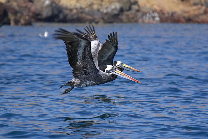 ballestas-islands-private-tour