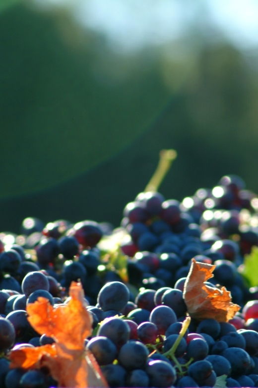 bandol-and-cassis-full-day-wine-tour-from-marseille