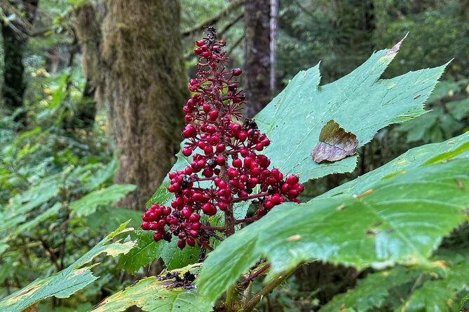 beautiful-hike-on-tongass-national-forests-lunch-creek-trail
