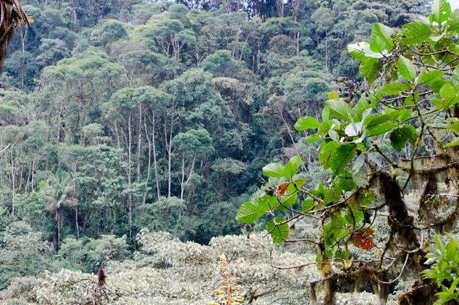 bellavista-cloud-forest-reserve-3-day-tour