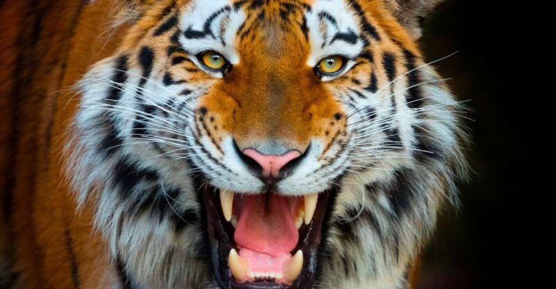benidorm-terra-natura-theme-park-1-day-tickets