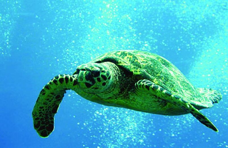 big-island-3-hour-waikoloa-snorkeling-sailing-adventure