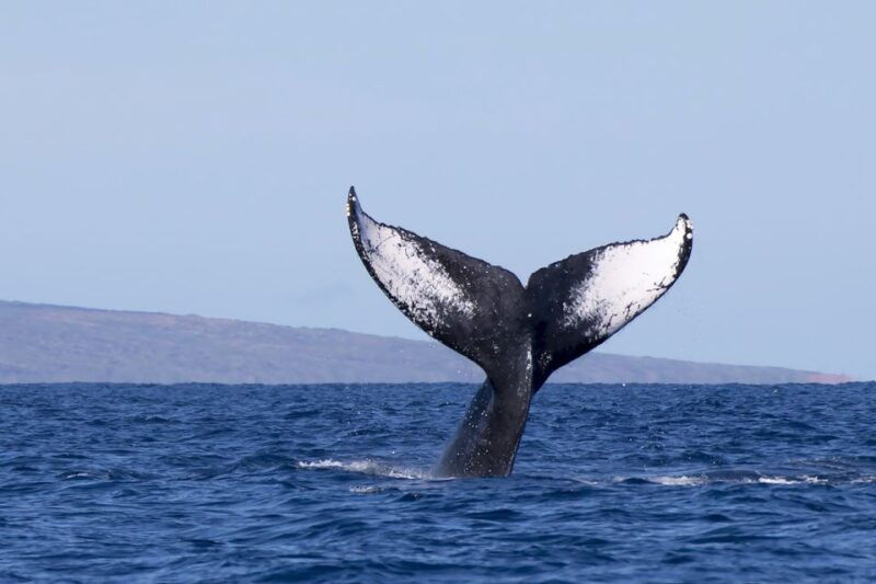 big-island-kona-whale-watching-tour