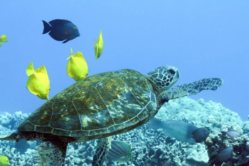 big-island-luxury-catamaran-trip-along-the-kona-coast