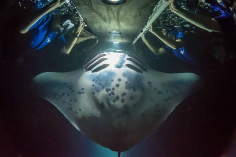 big-island-night-swim-with-manta-ray-with-hot-chocolate