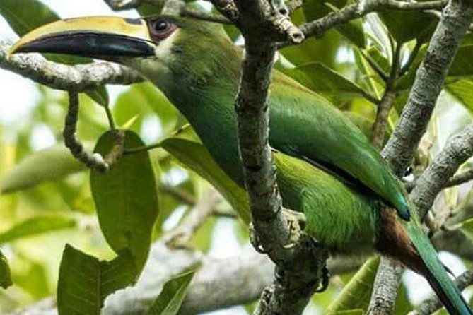 bird-observation-tour