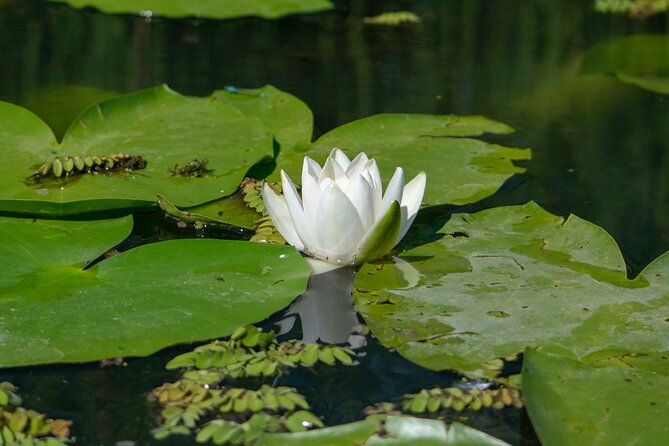 bird-watching-in-danube-delta-private-day-tour-from-bucharest