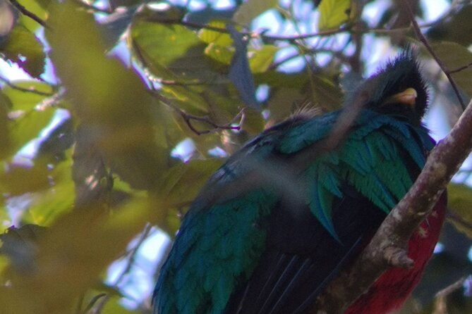bird-watching-in-san-gerardo-de-dota-from-san-jose-alajuela