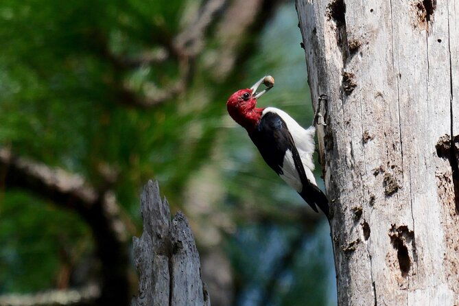 birding-and-wildlife-tour-of-floridas-treasure-coast