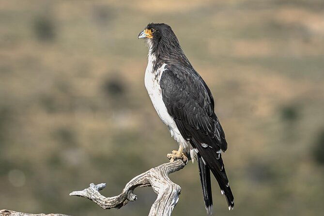 birding-in-garibaldi-pass