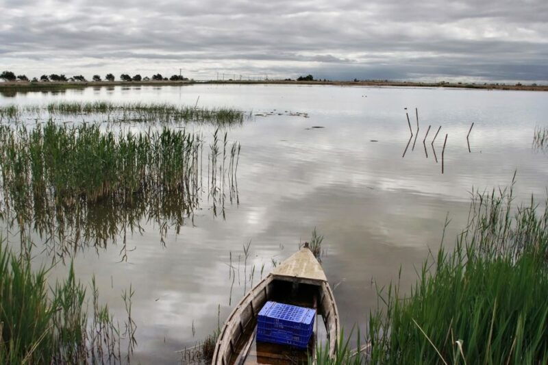 birdwatching-in-the-ebro-delta