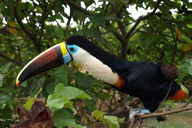 birdwatching-national-aviary-cartagena-de-indias
