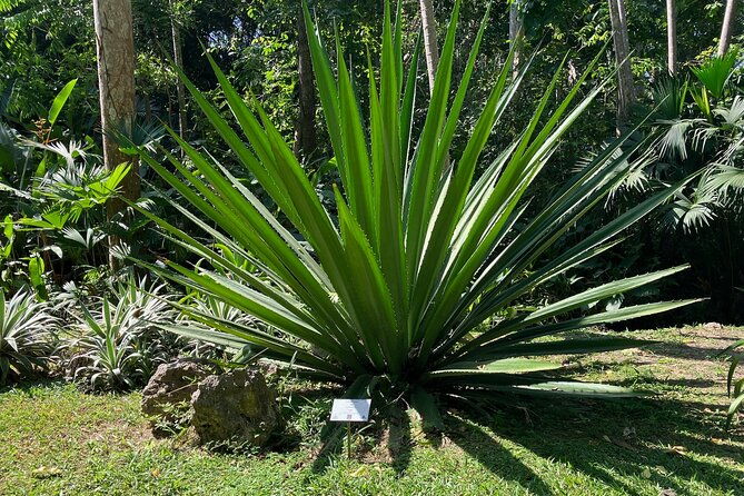 botanical-garden-cartagena-private-tour-with-bilingual-guide