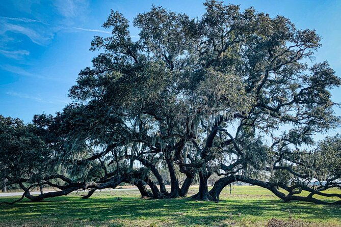 brazos-bend-wildlife-and-nature-tour