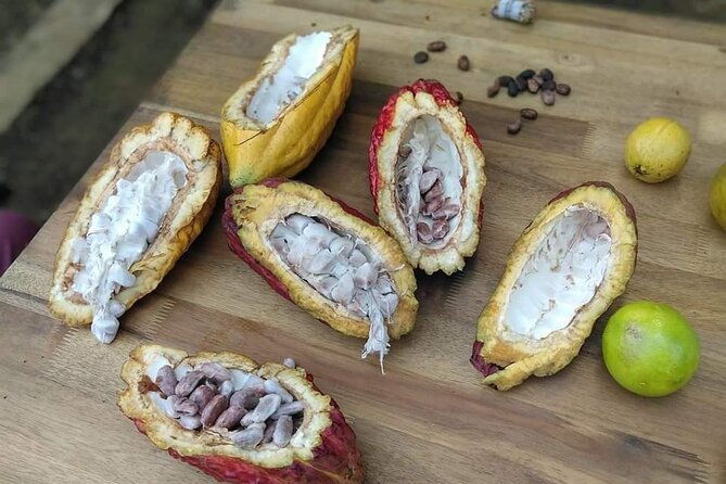 cacao-tour