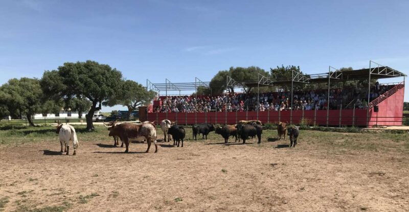 cadiz-andalusian-horses-and-bulls-country-show