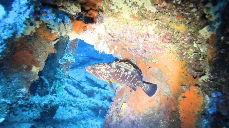 cagliari-diving-in-the-gulf-of-angels