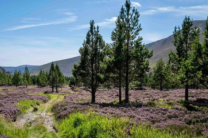 cairngorms-hiking-day-trip-from-edinburgh-with-mountain-guide