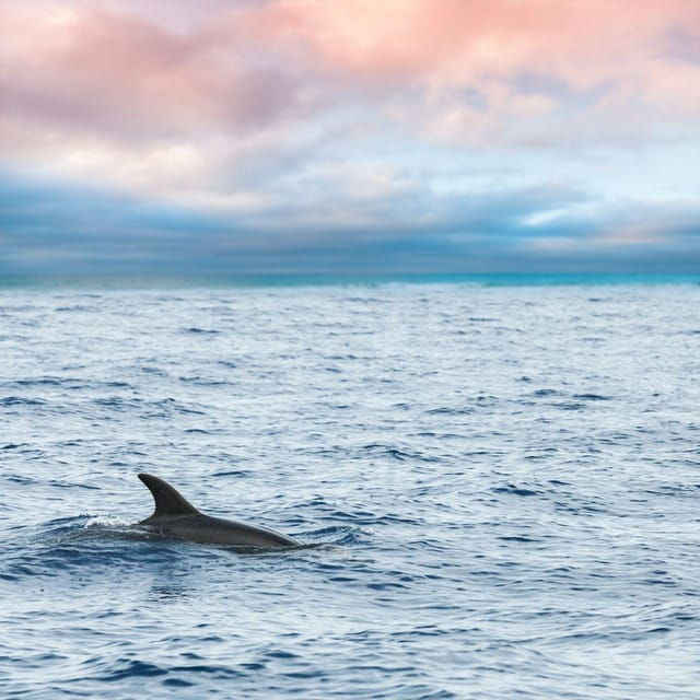 captains-choice-dolphin-watch-sunset-sail