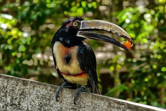 cartagena-private-aviary-tour