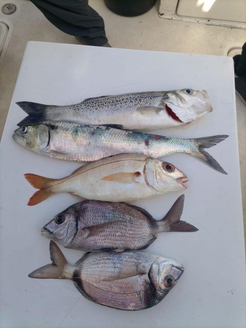 cascais-half-day-fishing-tour
