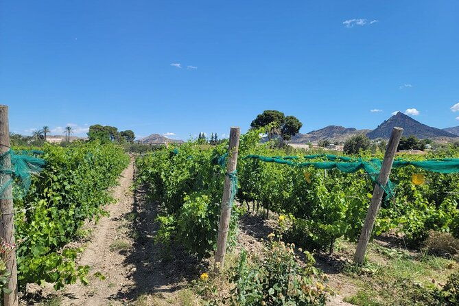 castle-tour-in-province-of-alicante-and-wine-tasting